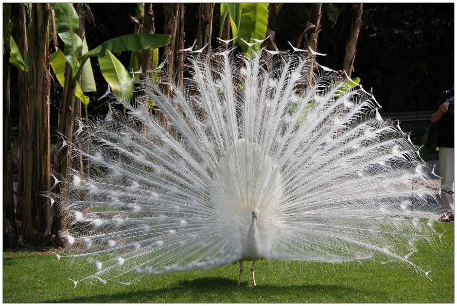 Белый Павлин самка