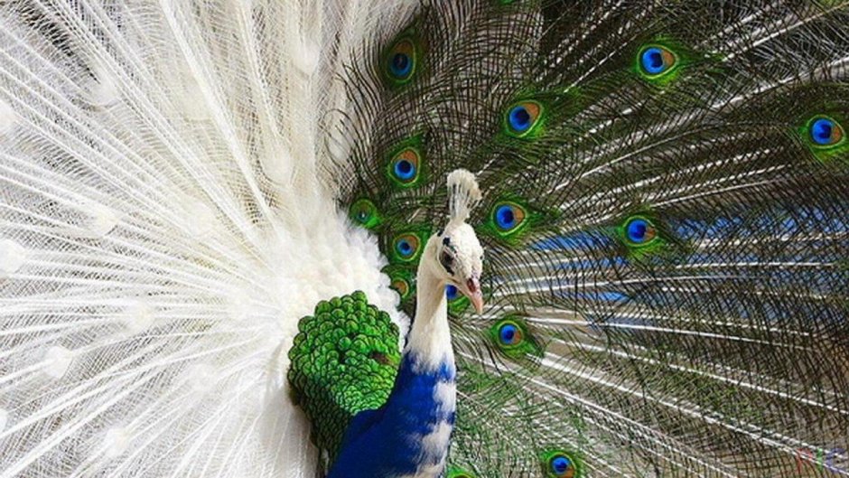 Павлин кричит