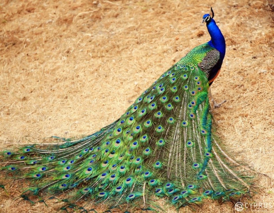 Павлин Арлекин