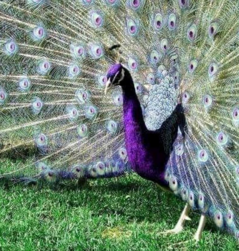 Шоу маска костюмы