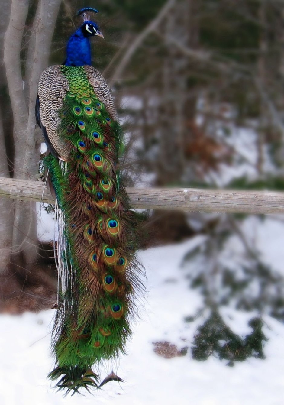 Павлин Мавлин птица