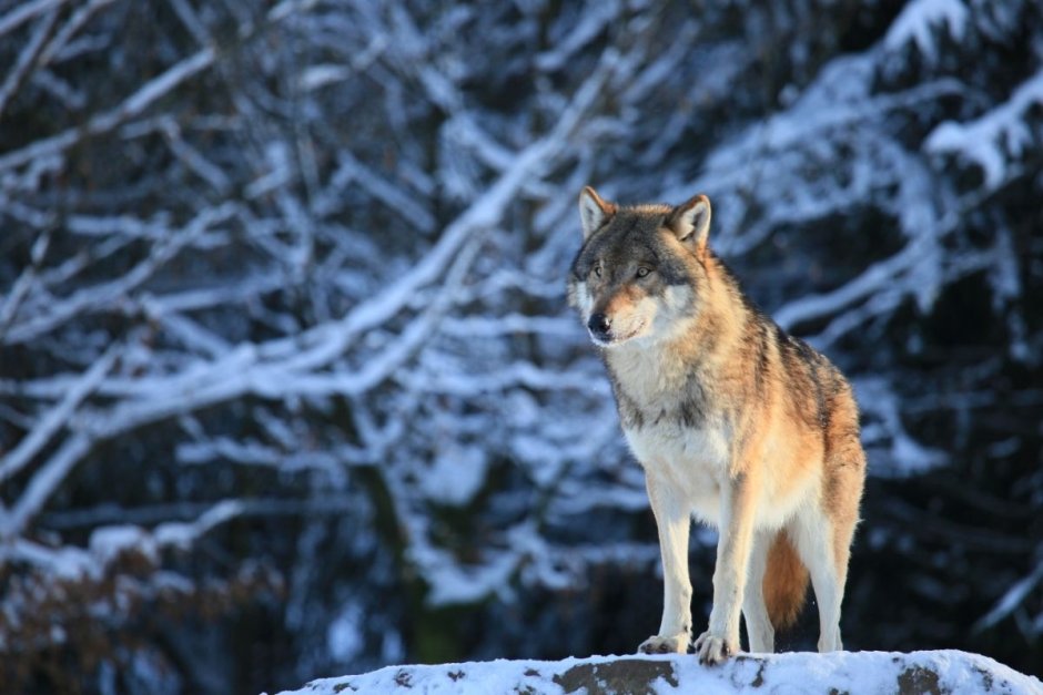 Русский волк (canis Lupus communis)