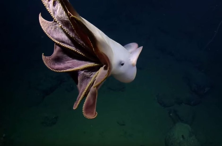 Dumbo Octopus Deep Sea фото