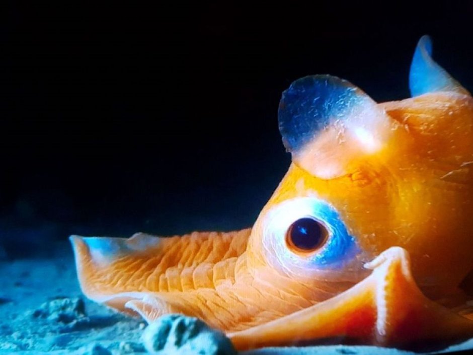 Осьминог Дамбо Grimpoteuthis