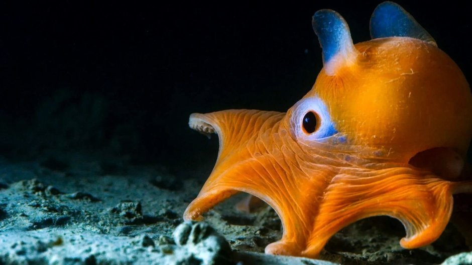 Осьминог Дамбо Grimpoteuthis