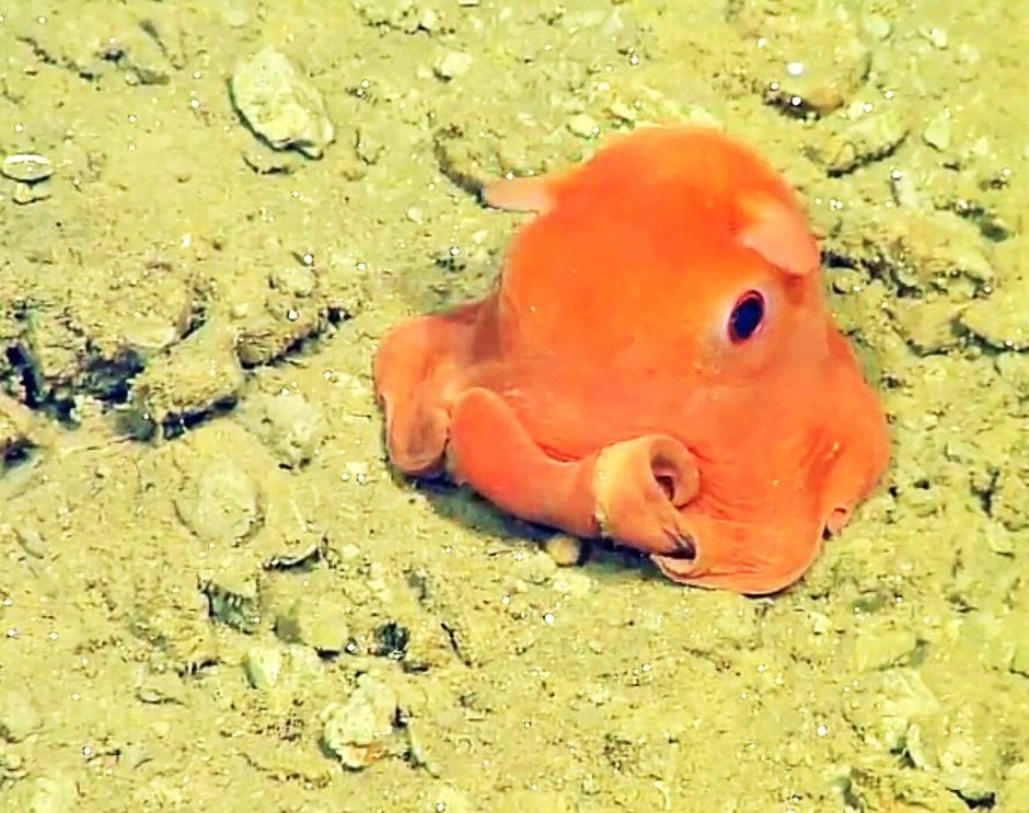 Grimpoteuthis bathynectes