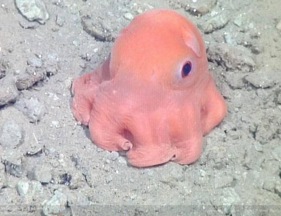 Graneledone boreopacifica