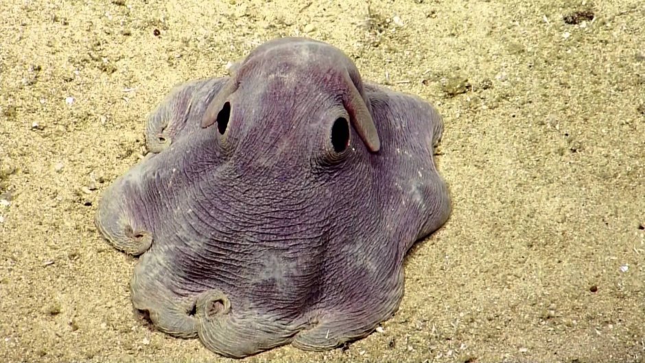 Осьминог Дамбо Grimpoteuthis
