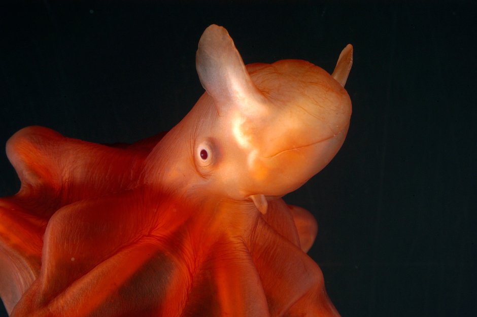 Opisthoteuthis adorabilis