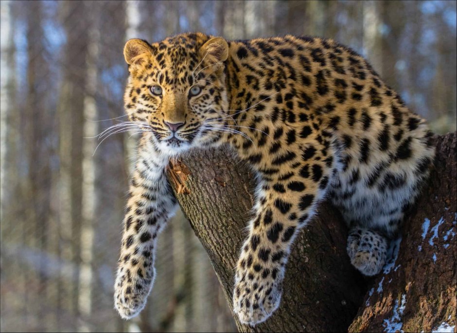 Леопард Ягуар самец