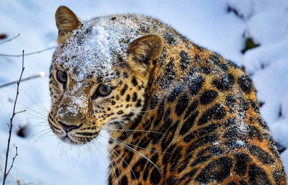 Дальневосточный (Амурский) леопард (Panthera pardus orientalis)