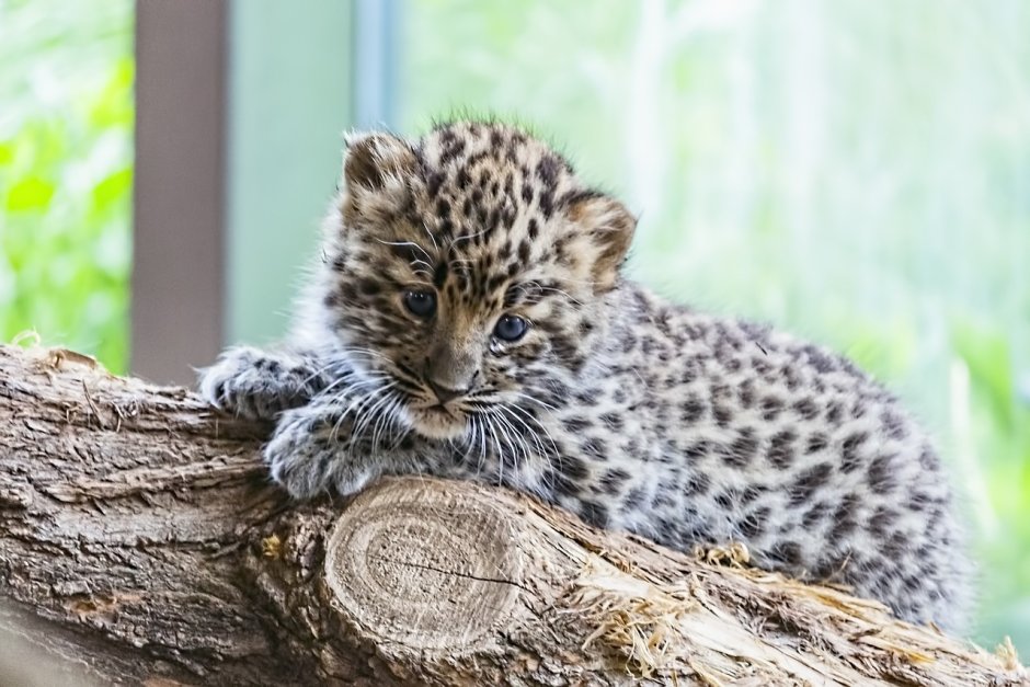 Дальневосточный леопард (Panthera pardus orientalis)