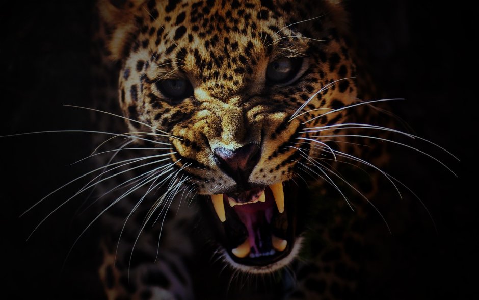 Леопард Panthera pardus