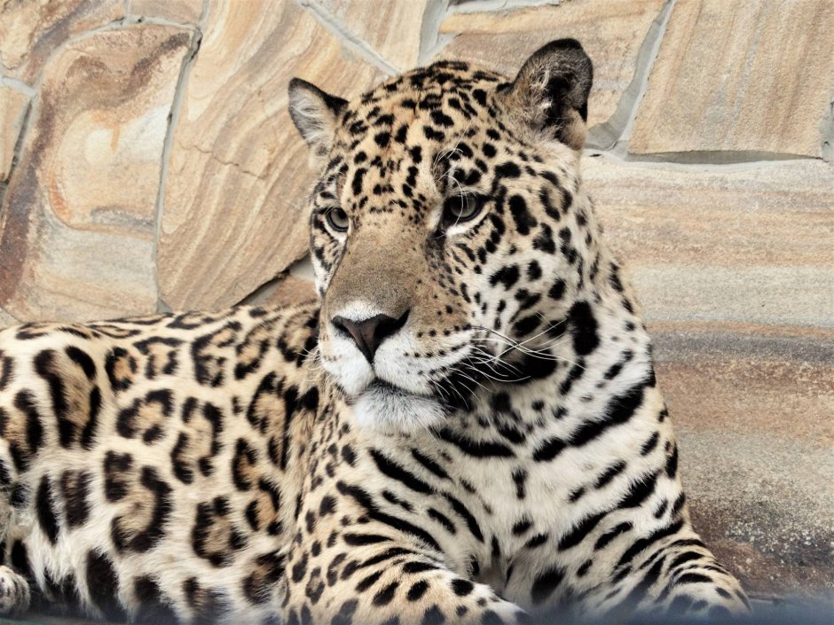Леопард переднеазиатский (Panthera pardus caucasicus)