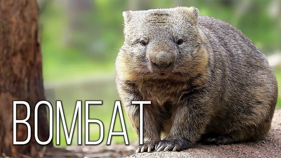 Вомбат и Квокка