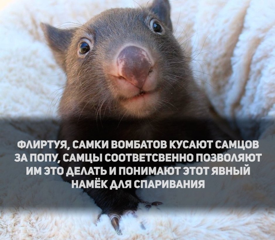Помёт вомбата