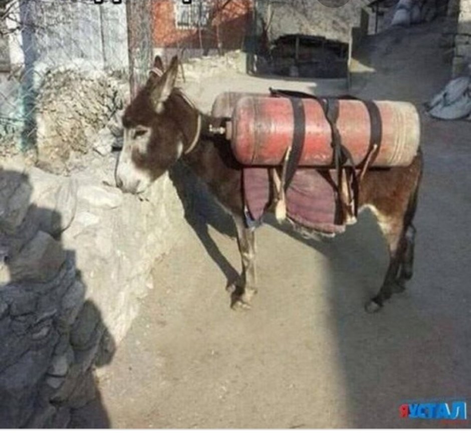Осел прикол