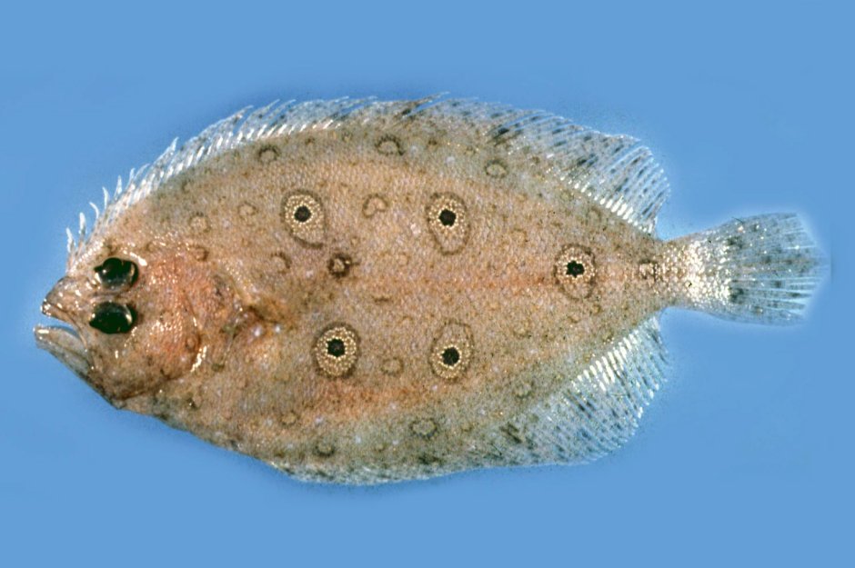 Heteronectes Chaneti