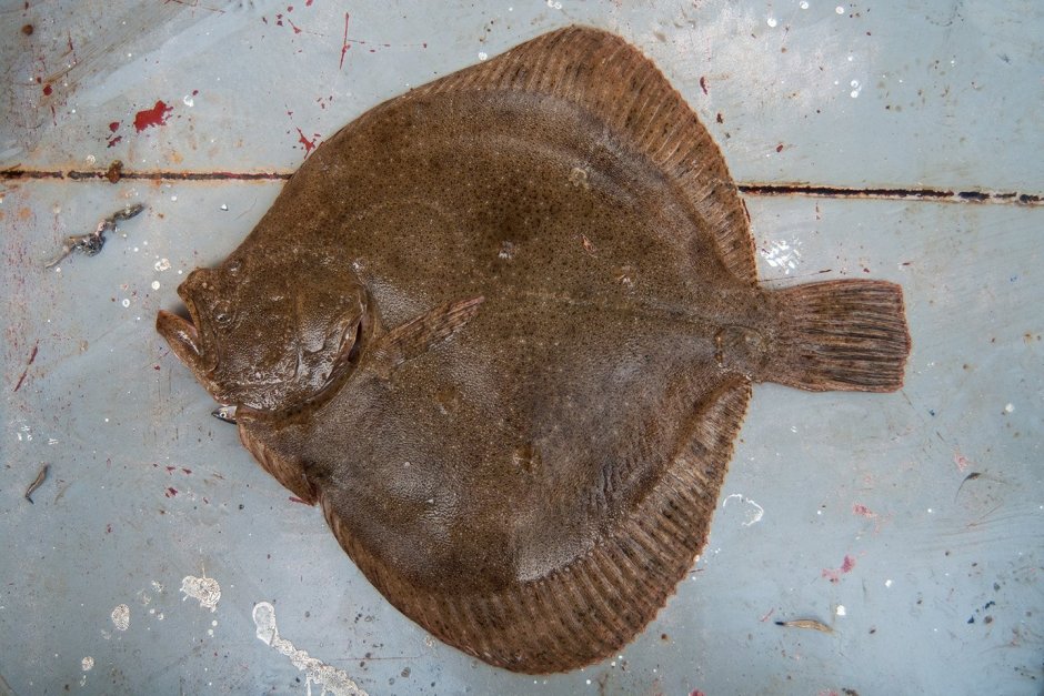 Морская плоская рыба похожая на камбалу