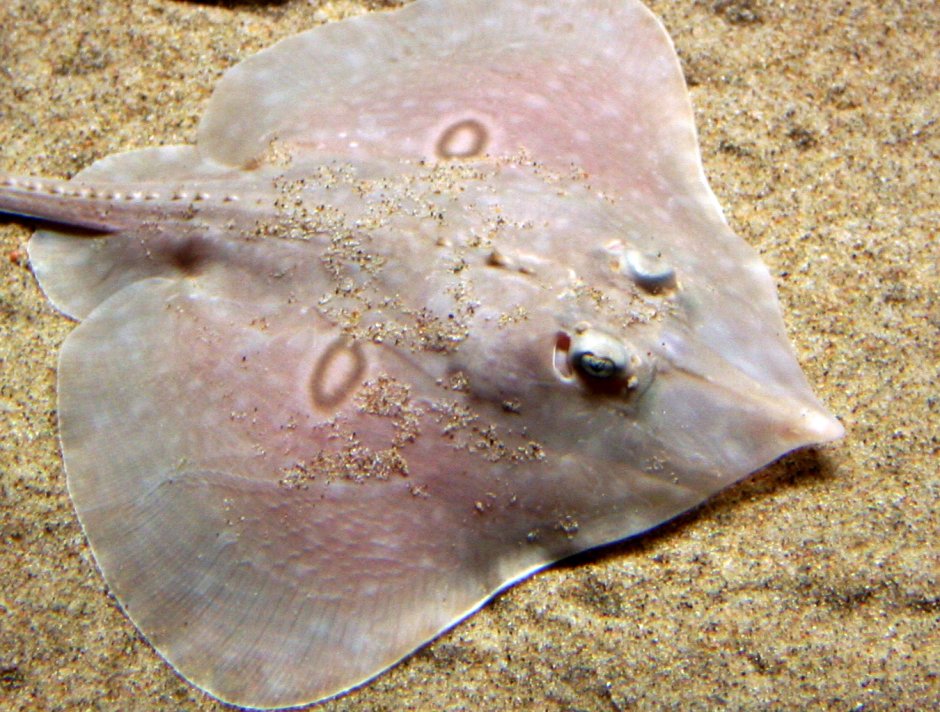 Осьминог Дамбо Grimpoteuthis