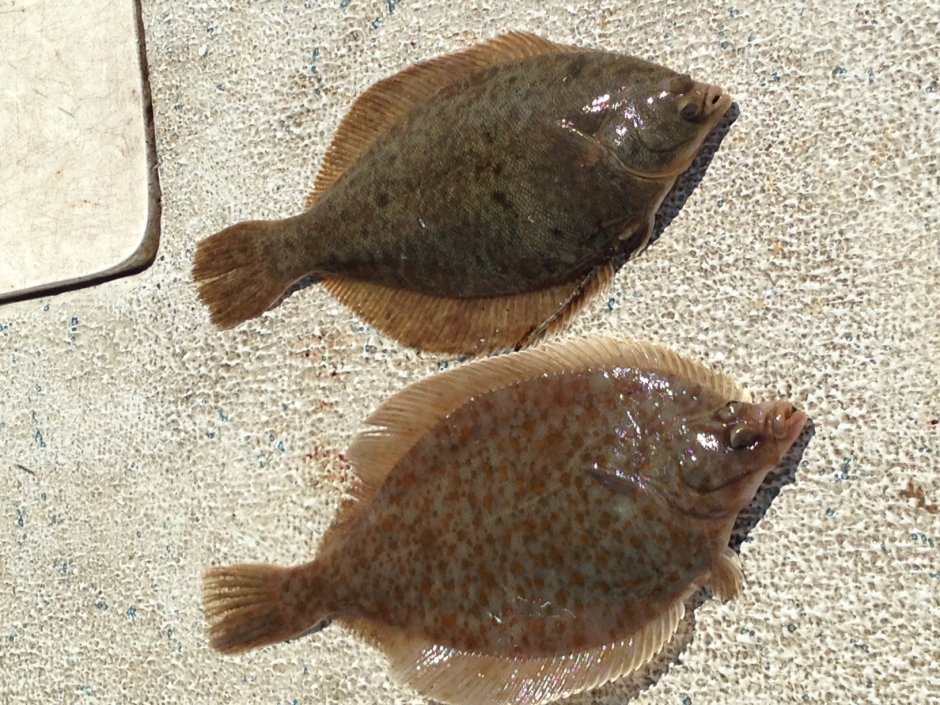 Flounder рыба камбала