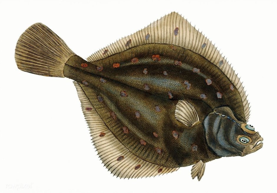 Морская камбала (pleuronectes platessa)