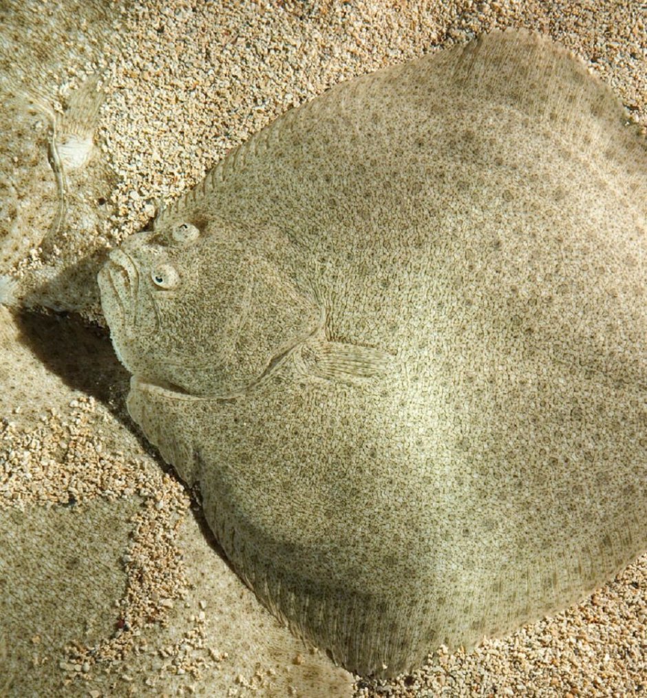 Samaris cristatus