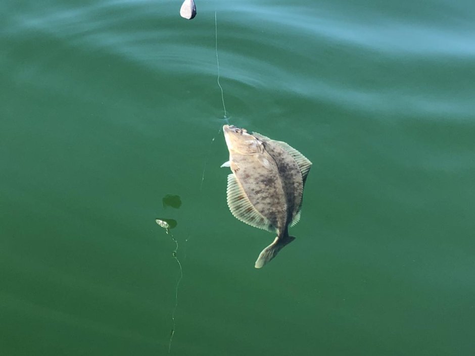 Lepidorhombus whiffiagonis