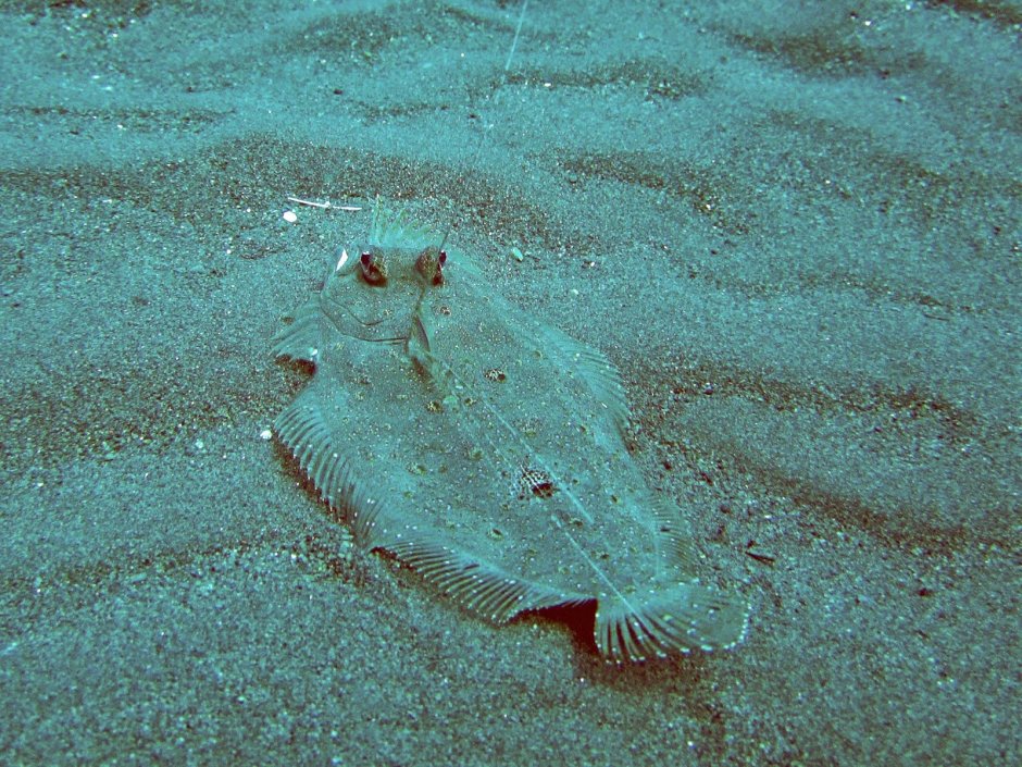Полярная камбала Liopsetta glacialis