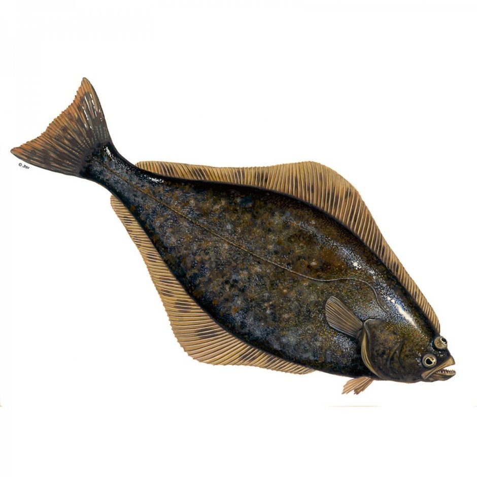 Полярная камбала Liopsetta glacialis