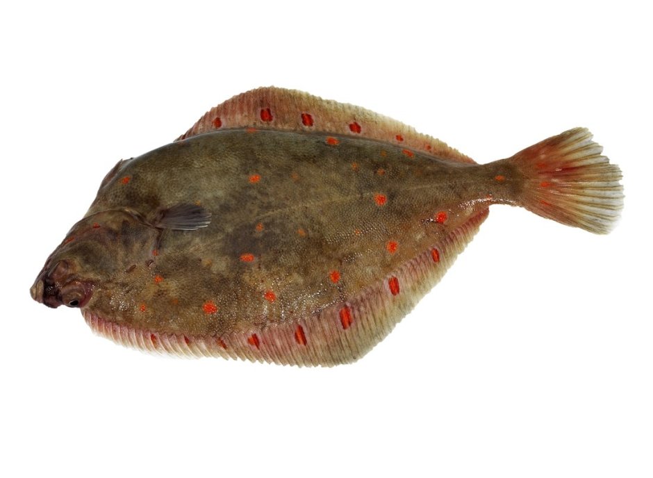 Прозрачная рыбка Micro Tang
