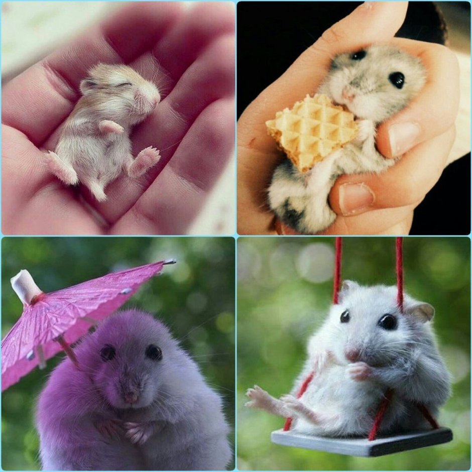Хомяк Супермен