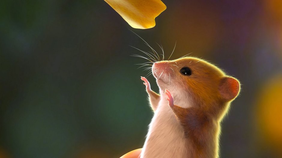 Hamster House игра