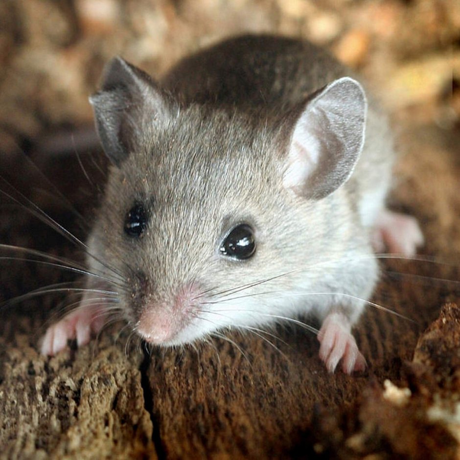 Mus musculus домовая мышь