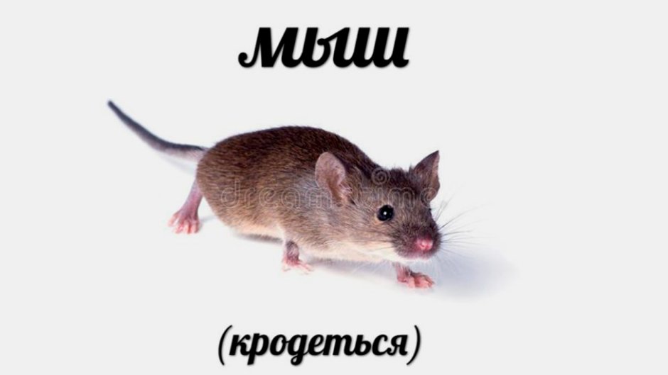 Эфиопская кротовая крыса