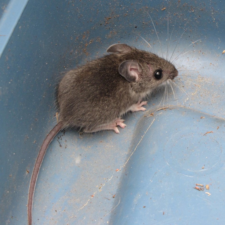 Mus musculus домовая мышь