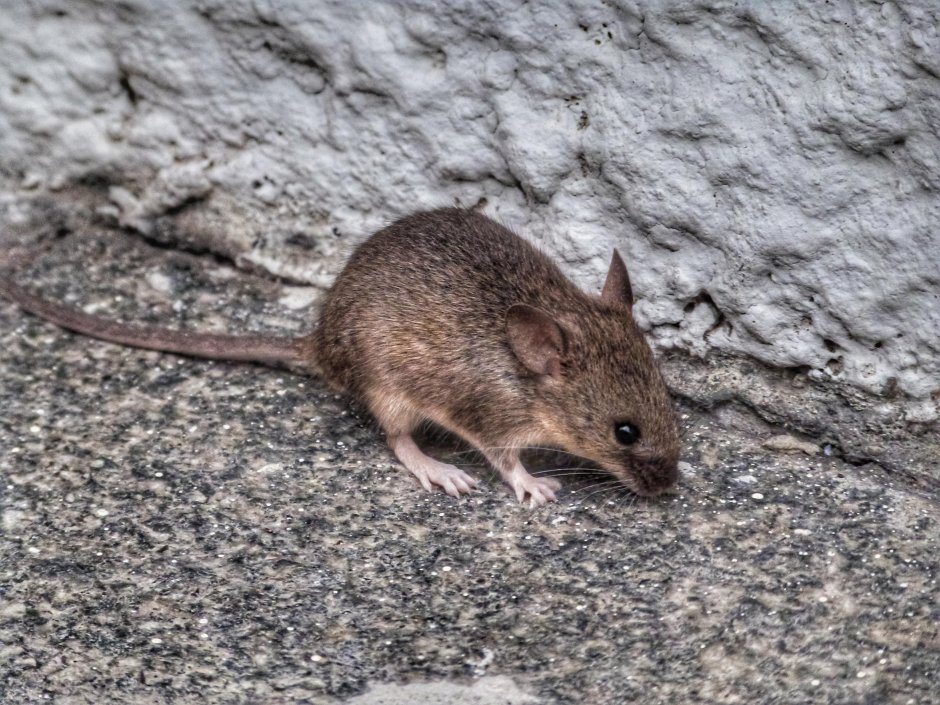 Mus musculus домовая мышь