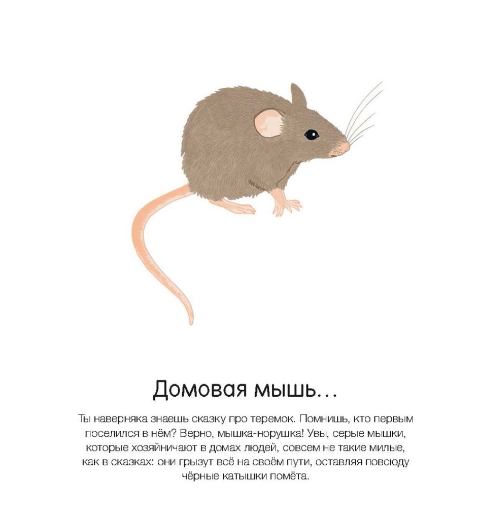 Крыса выглядывает