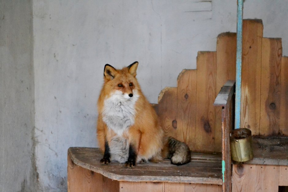 Много лисиц
