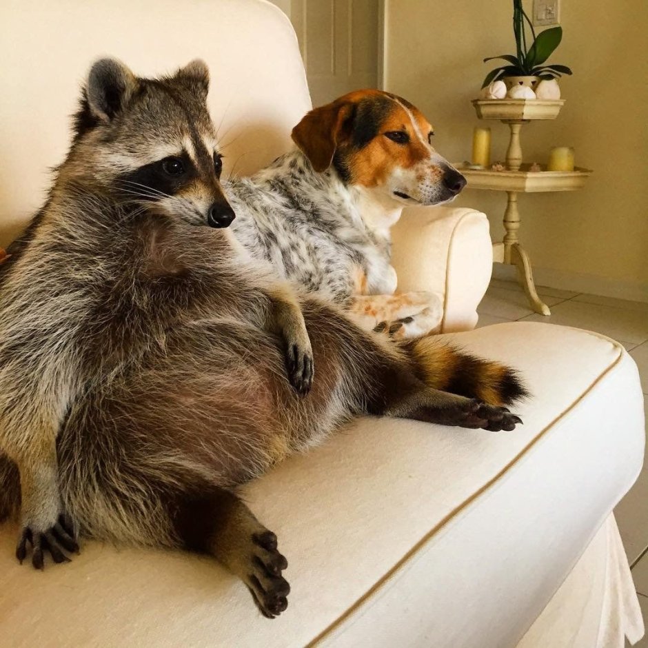 Mpreg furry дракон