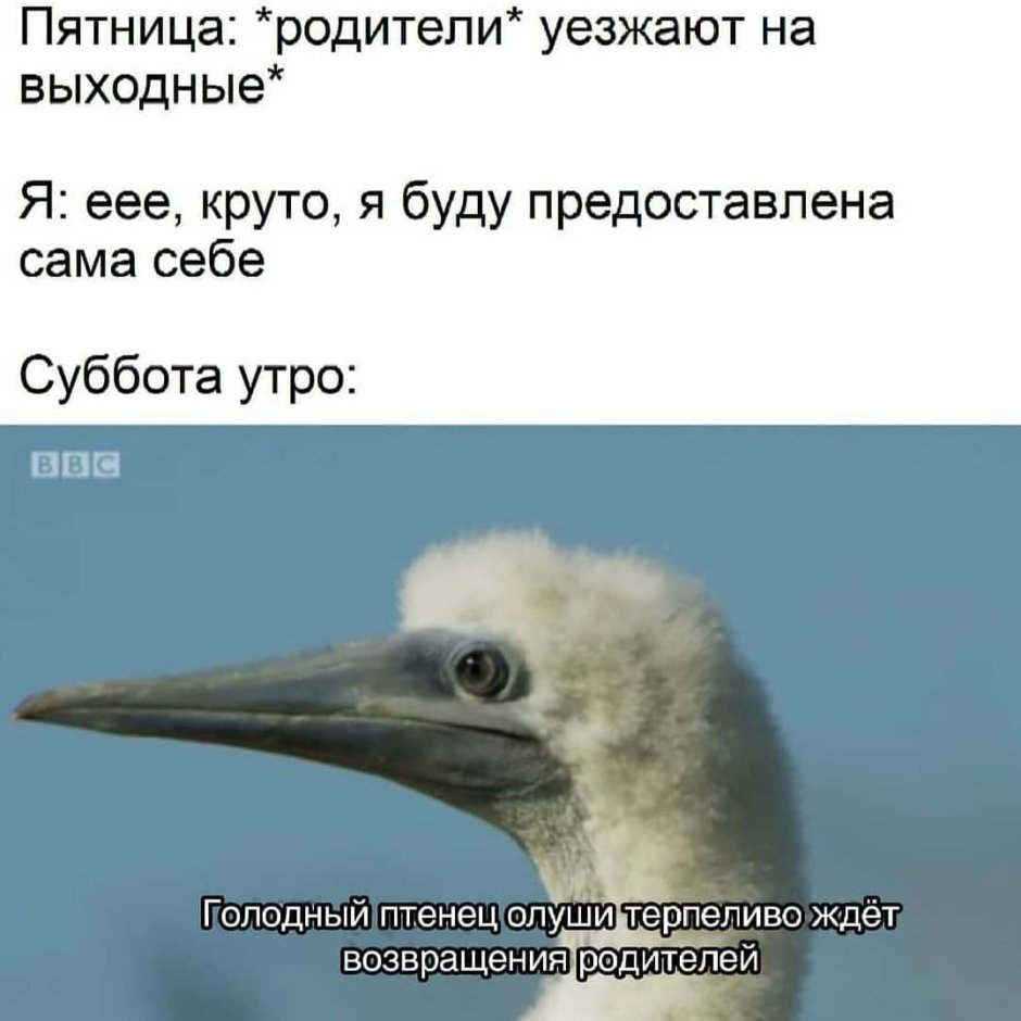 Упоротая лиса