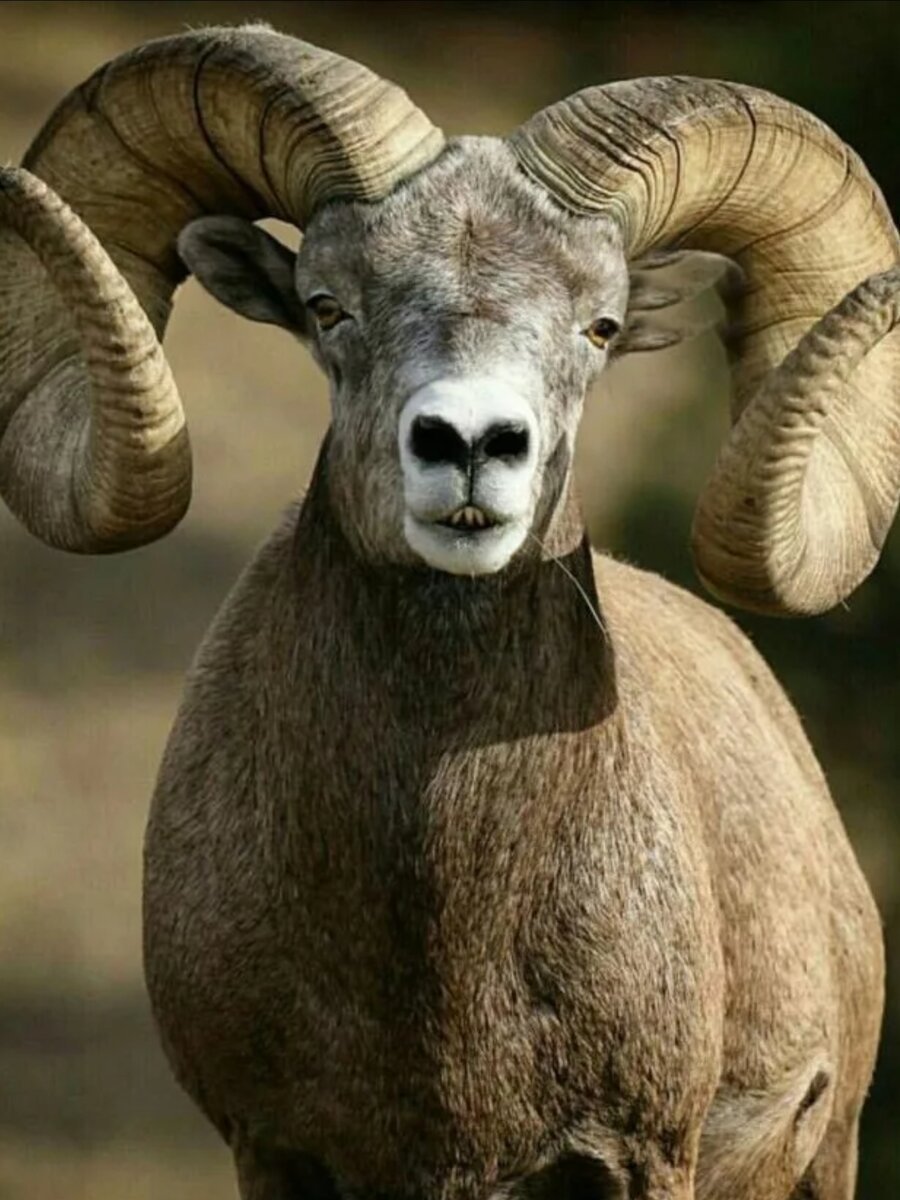 Архар Алтайский горный баран