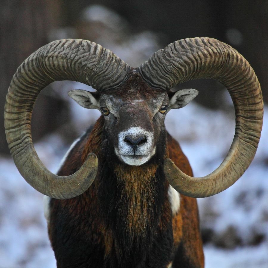 Архар аргали