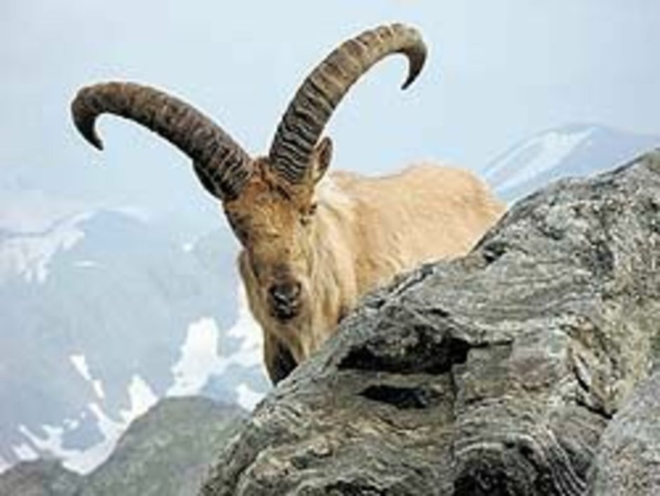 Горный Архар Кавказ