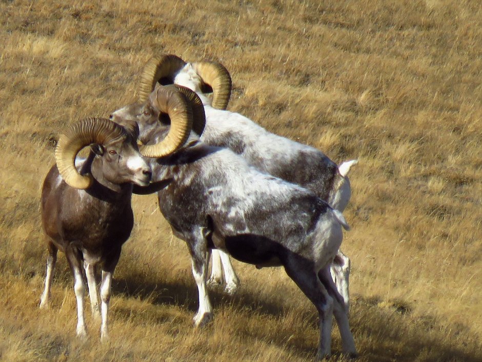Дикий горный баран муфлон