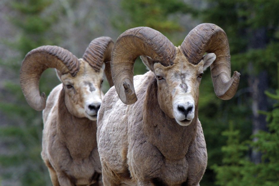 Алтайский баран аргали, Архар