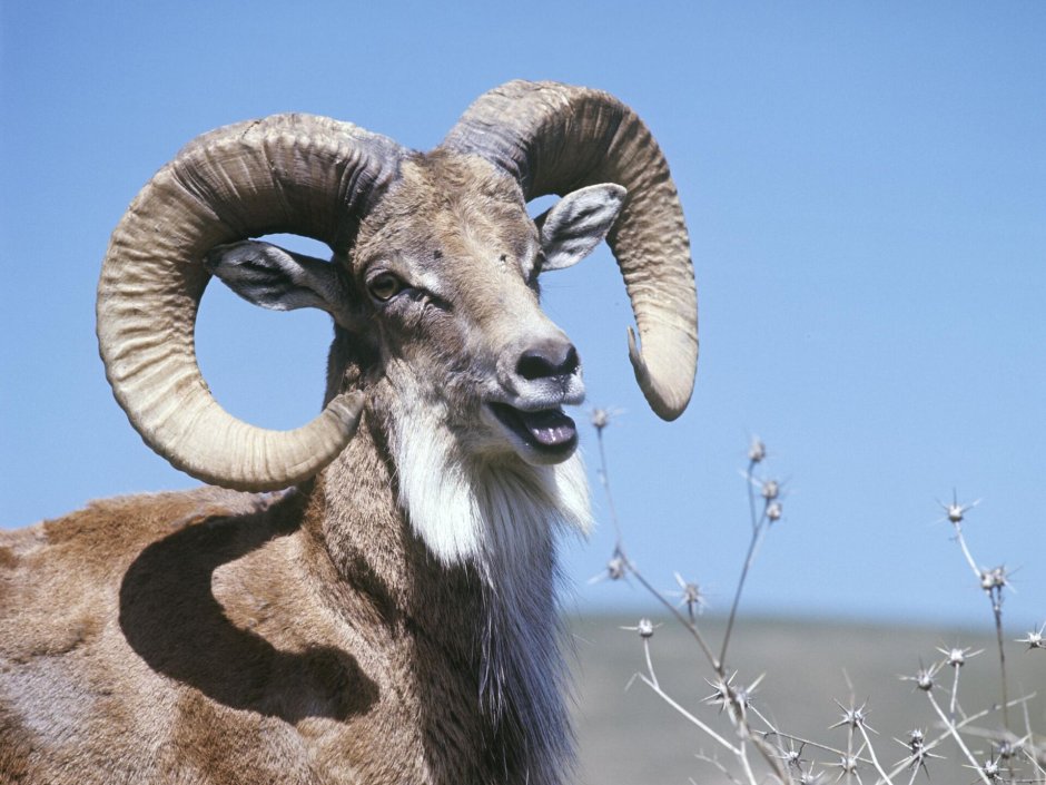 Горный баран Архар аргали