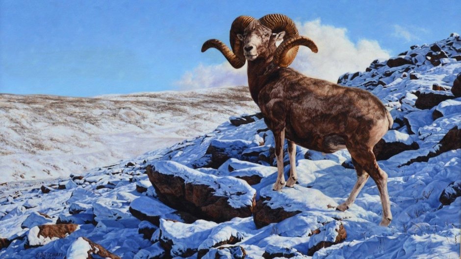 Алтайский горный баран аргали