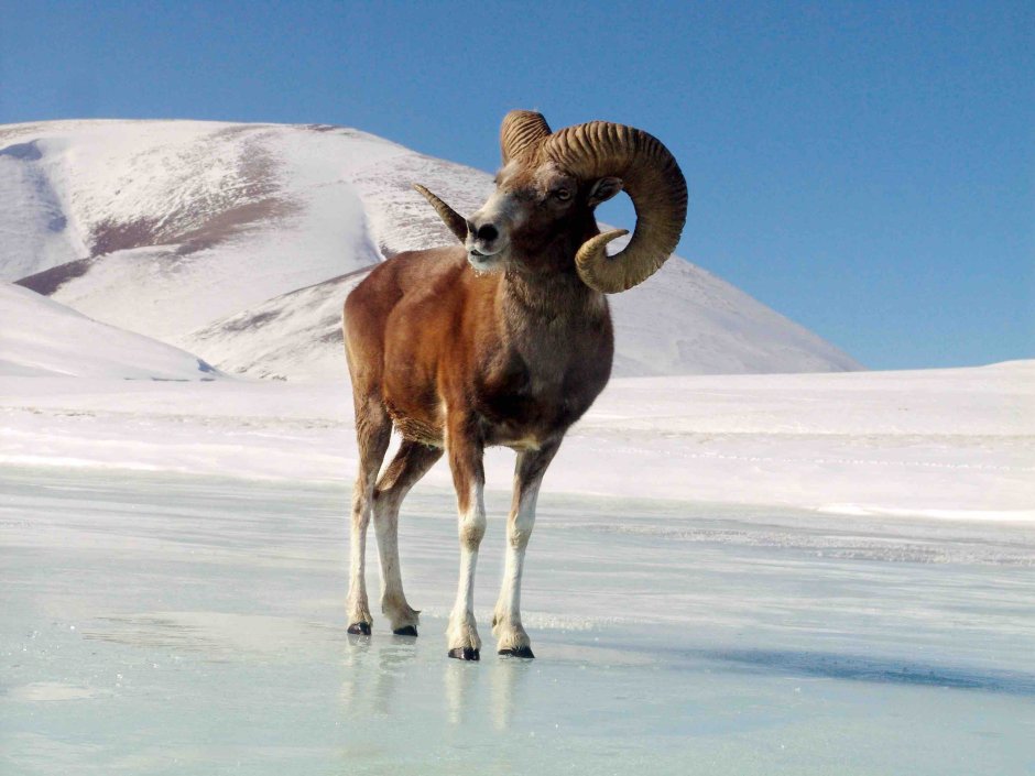Алтайский горный баран аргали