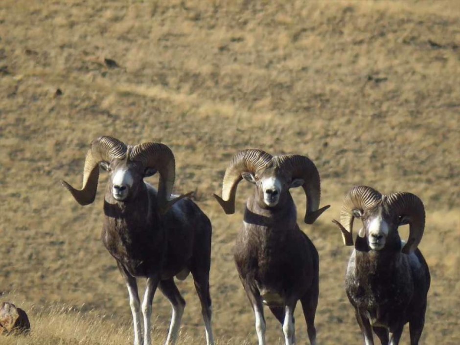 Алтайский горный баран